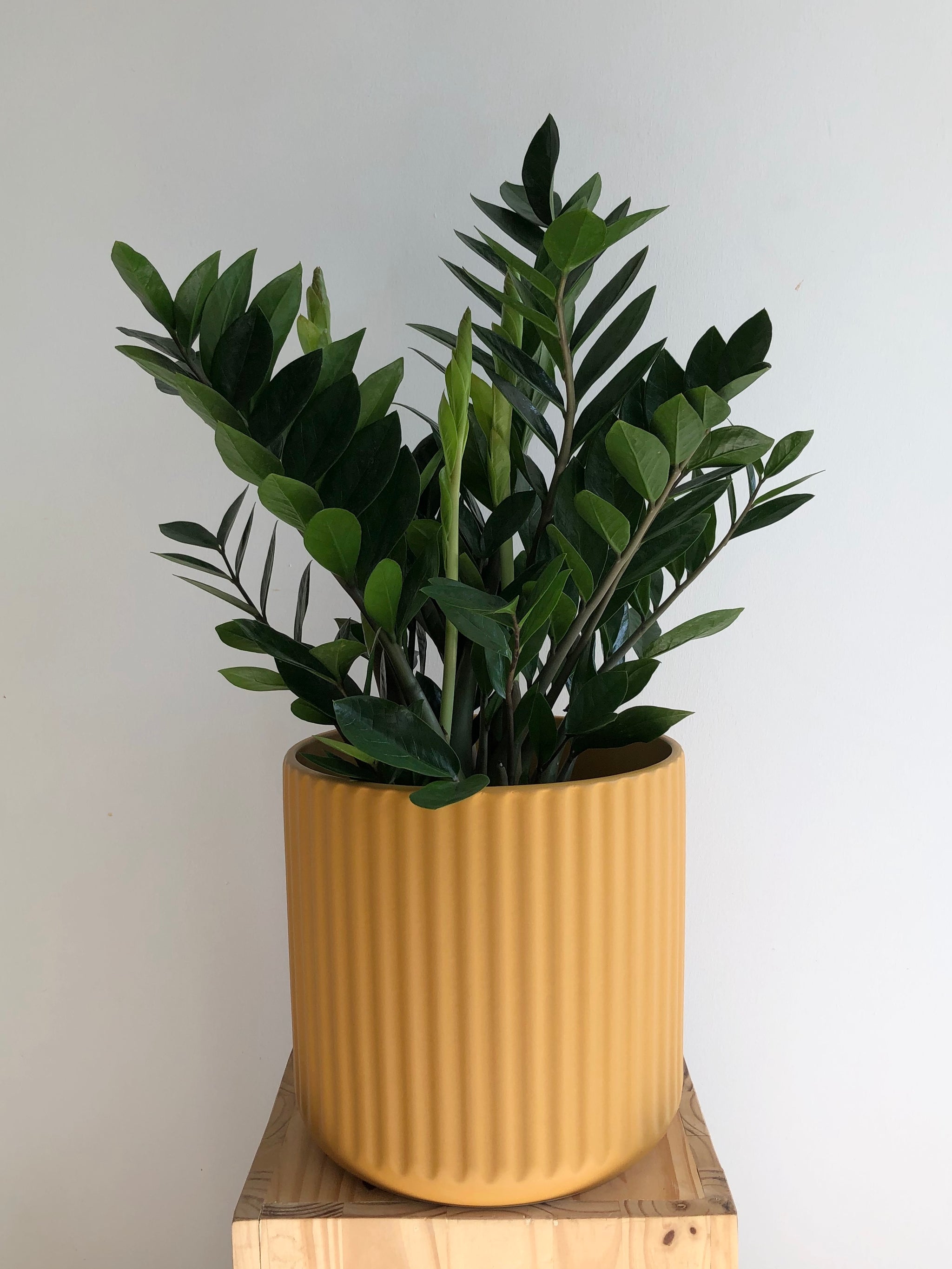 Pots & Ceramics – Sienna Flora