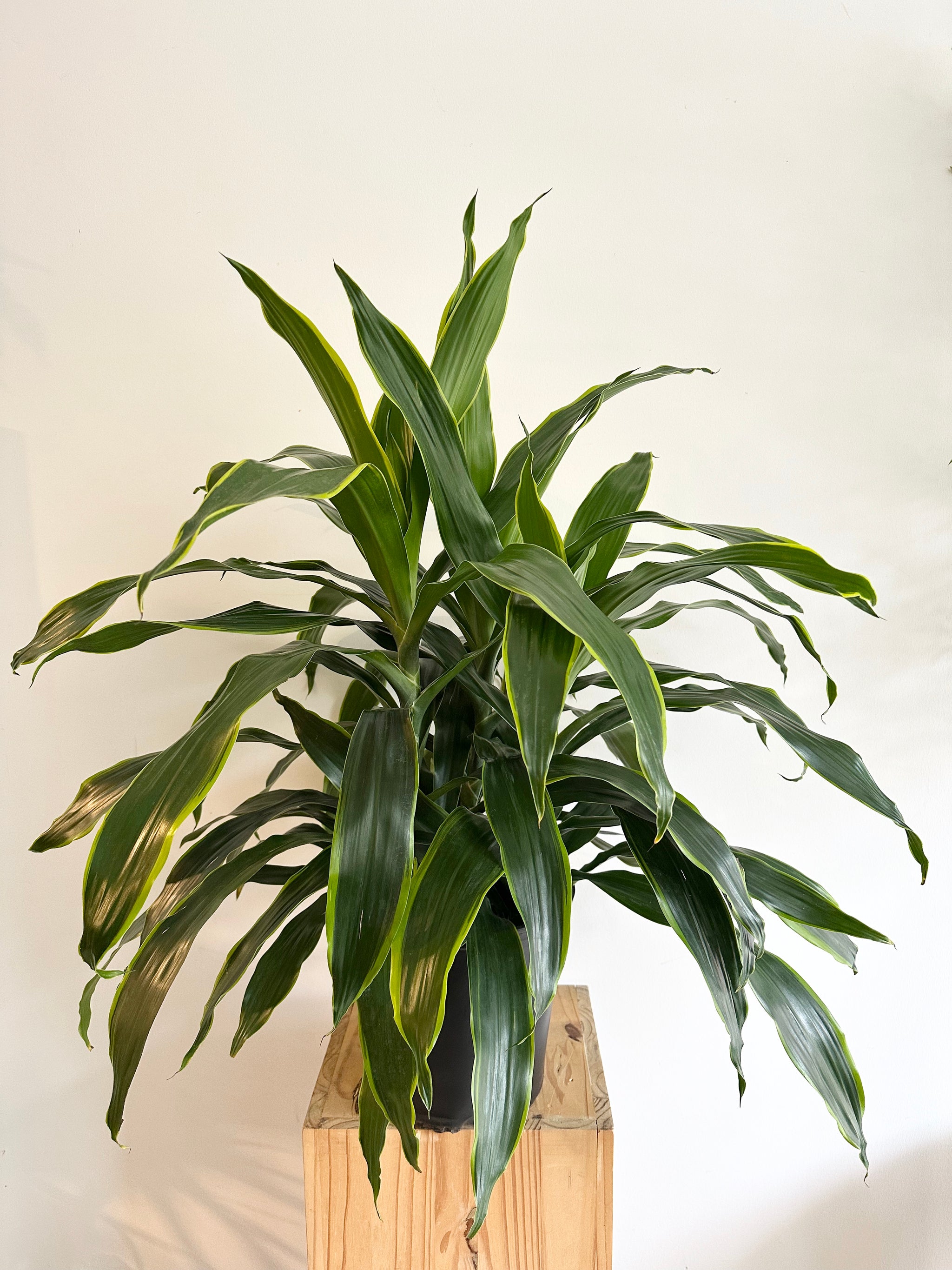 Large Plants 10”-17” Pot Size – Sienna Flora