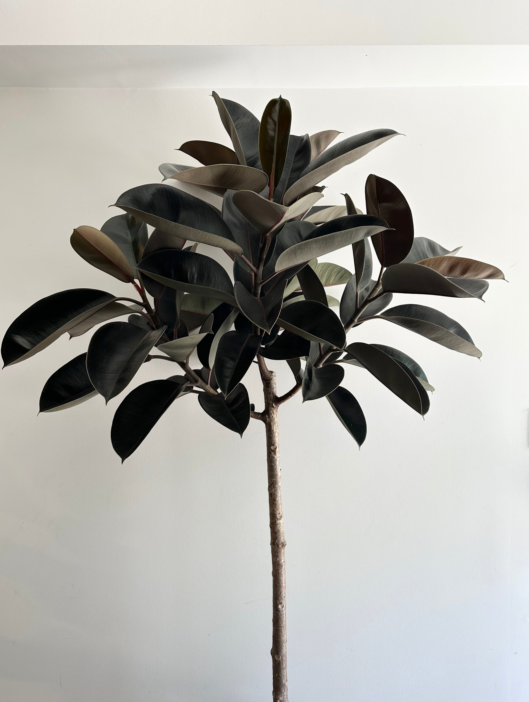 Large Plants 10”-17” Pot Size – Sienna Flora