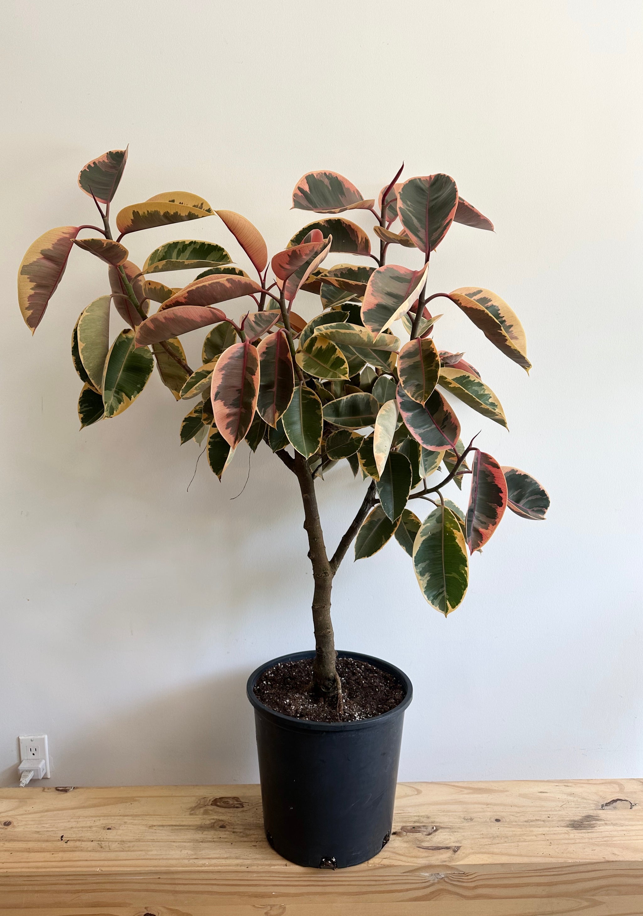 Large Plants 10”-17” Pot Size – Sienna Flora