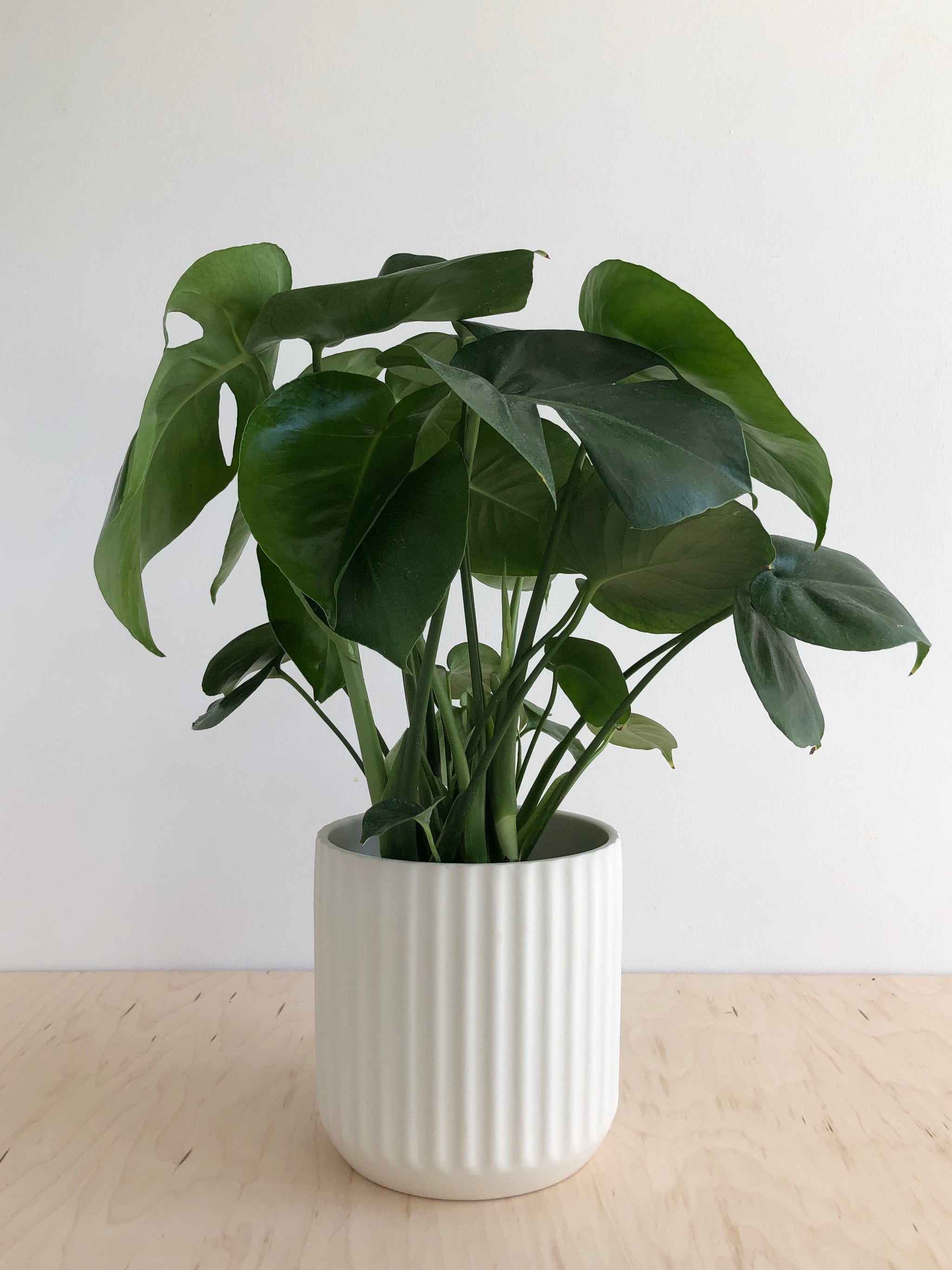 Pots & Ceramics – Sienna Flora