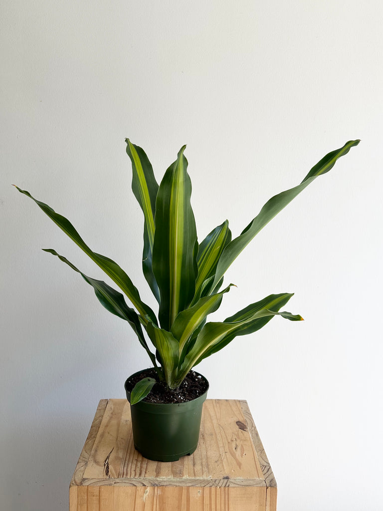 Dracaena Giganta 6” Nursery Pot – Sienna Flora
