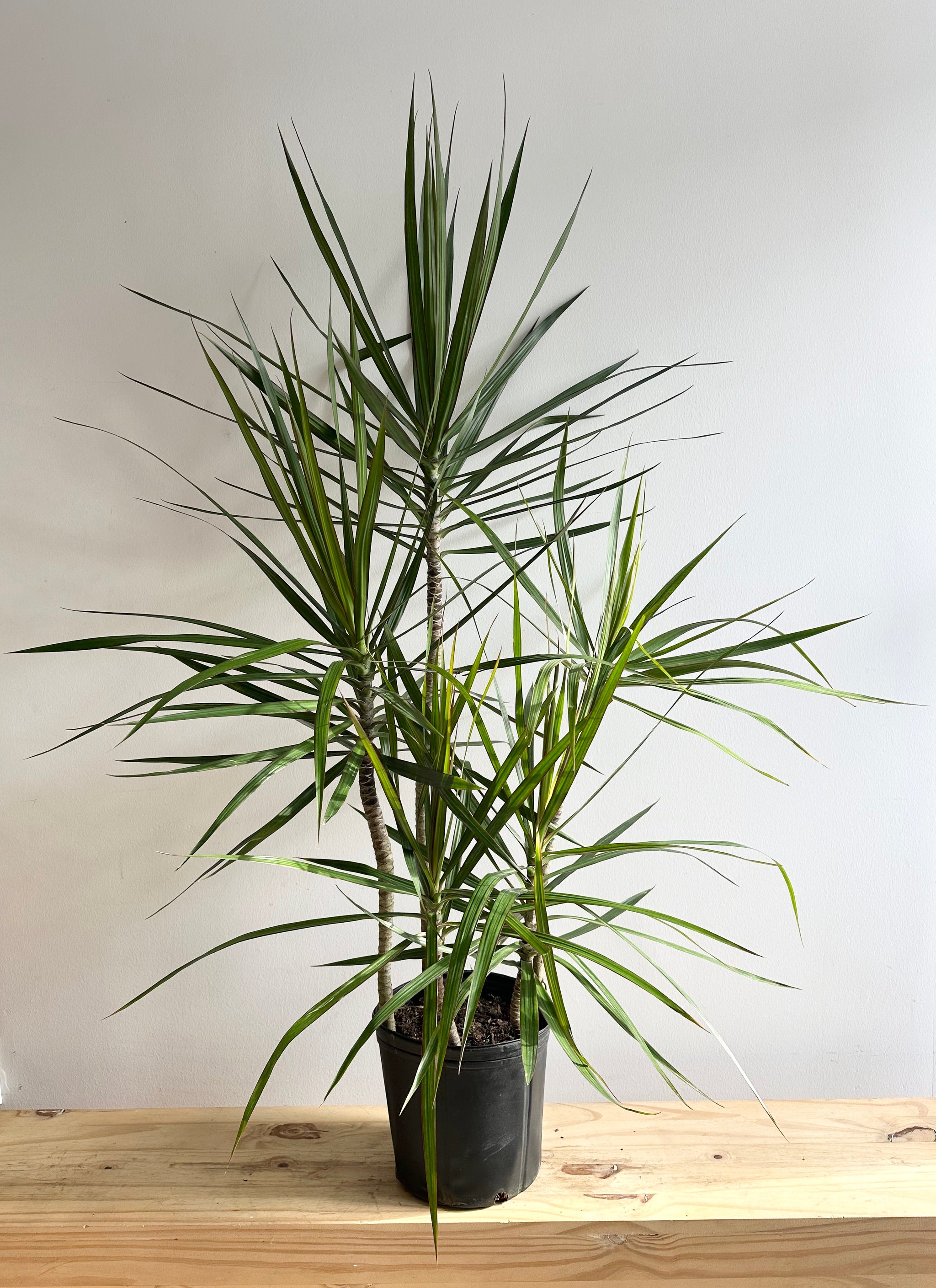 Large Plants 10”-17” Pot Size – Sienna Flora