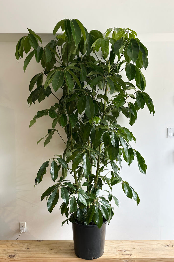 Large Plants 10”-17” Pot Size – Sienna Flora