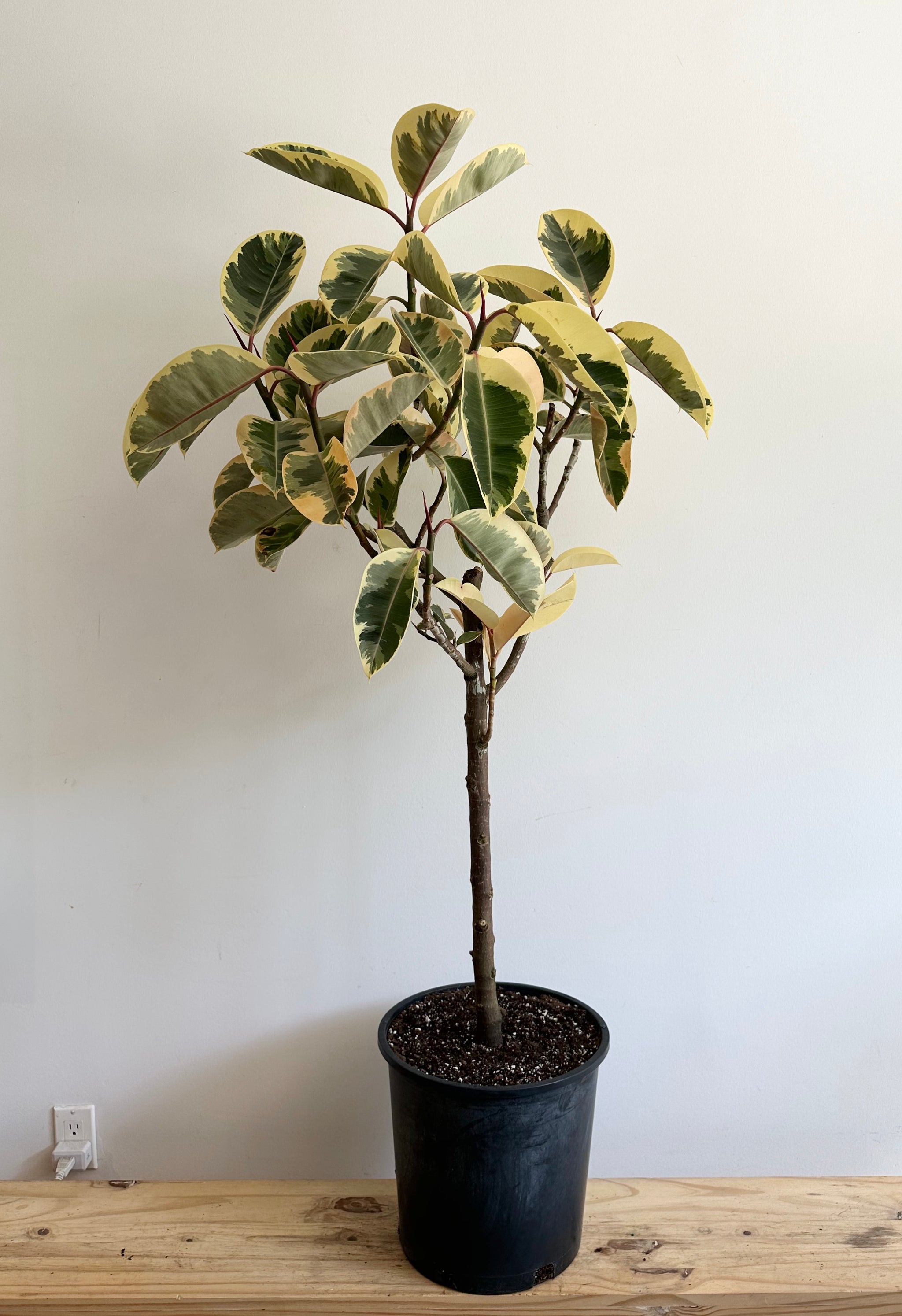 Large Plants 10”-17” Pot Size – Sienna Flora