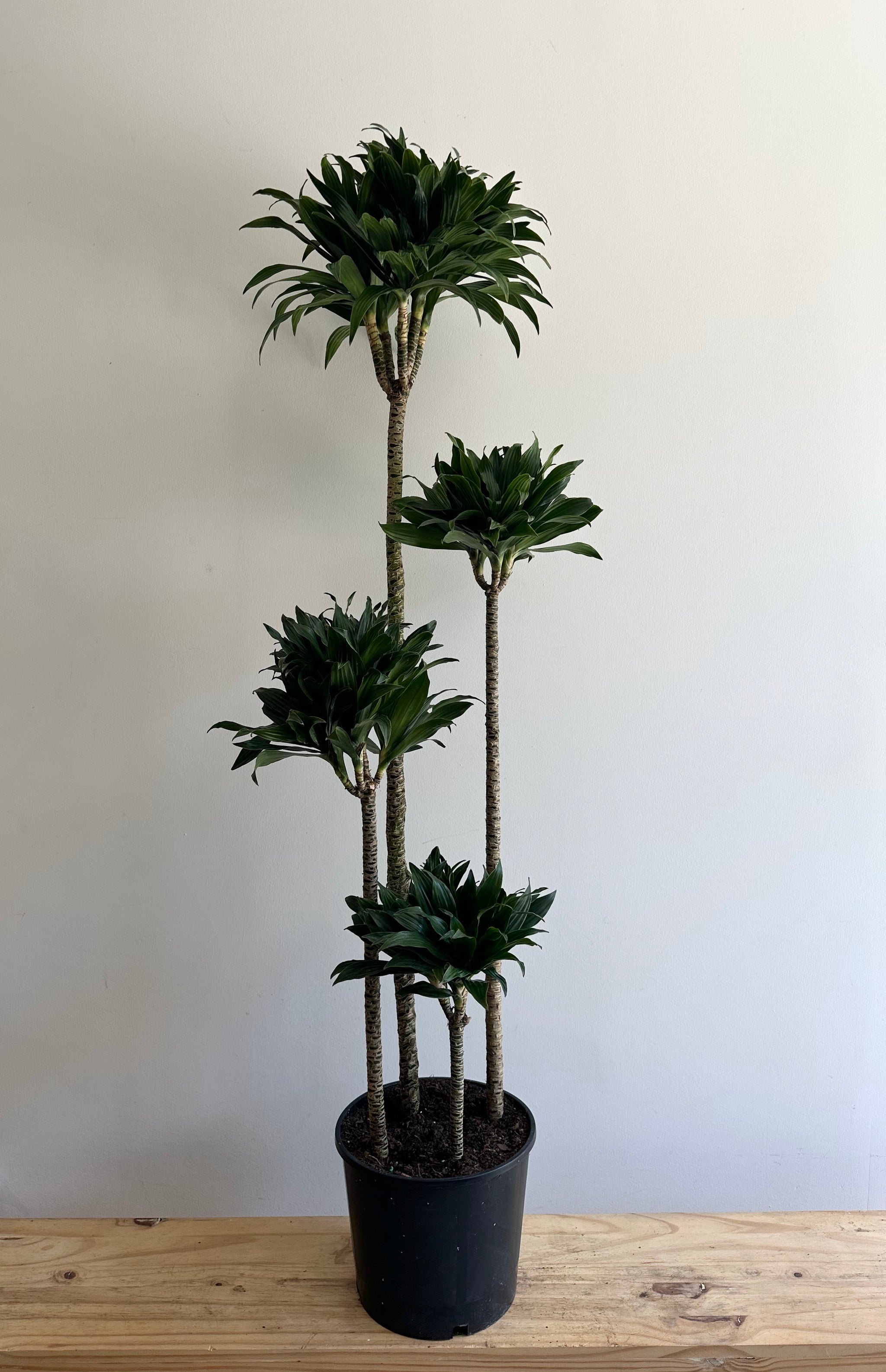 flora様 Large Plants 10”-17” Pot Size – Sienna Flora