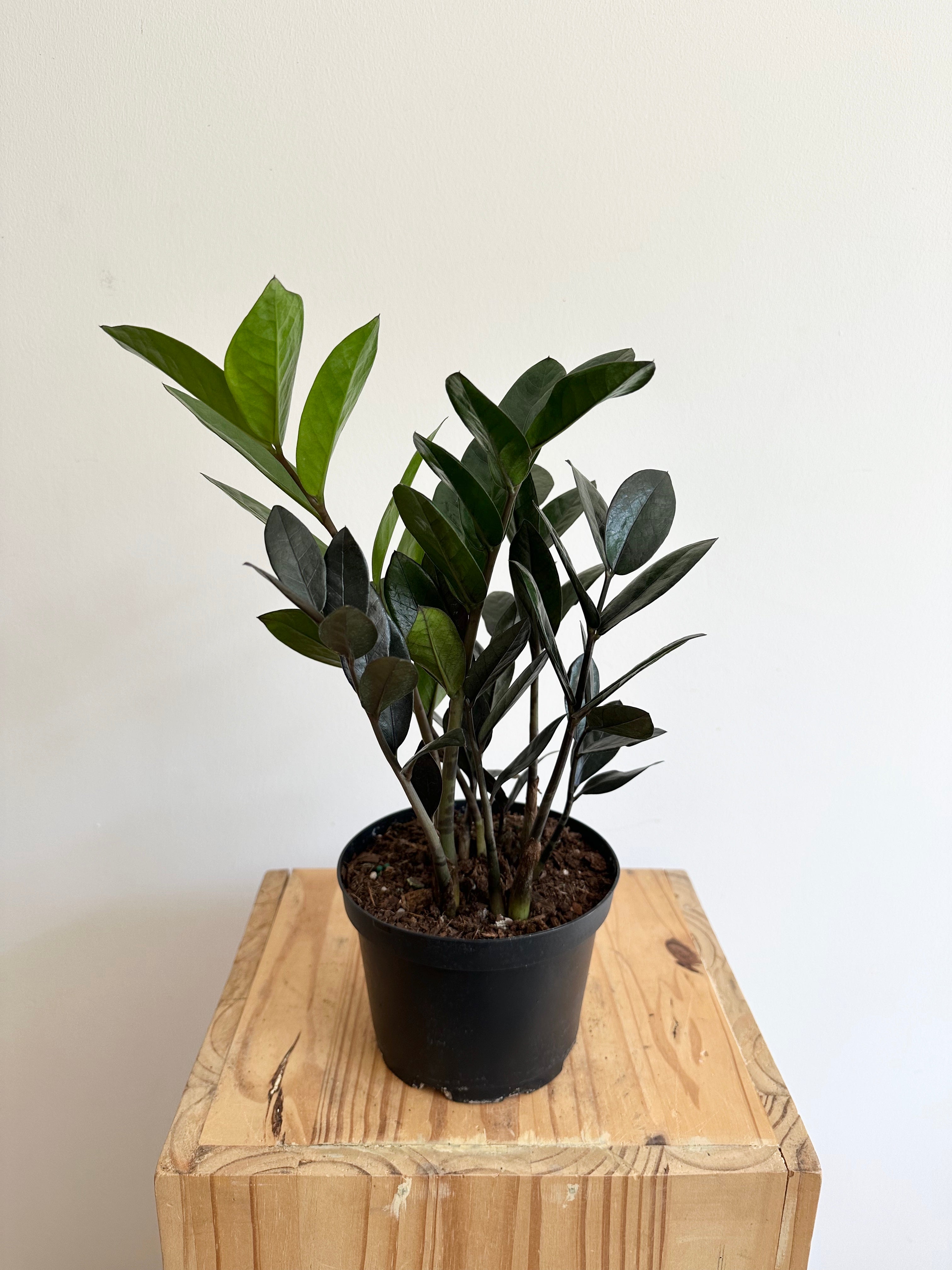 super nova zz plant ZZ “Super Nova” 6” Nursery Pot – Sienna Flora